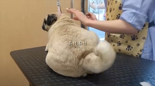 トリマーさんに恋しちゃったパグ