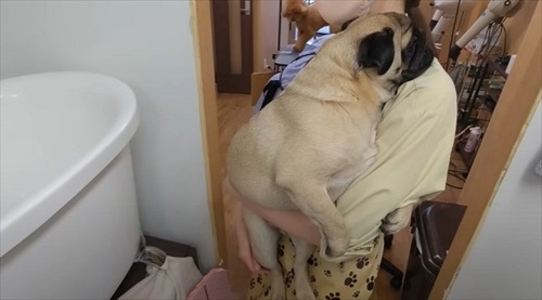 トリマーさんに恋しちゃったパグ