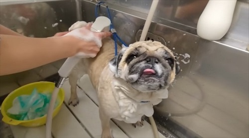 トリマーさんに恋しちゃったパグ