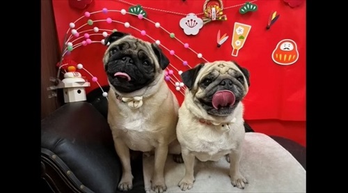 トリマーさんに恋しちゃったパグ