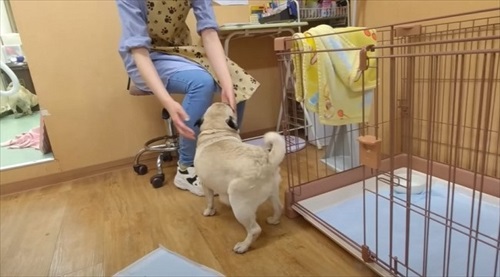 トリマーさんに恋しちゃったパグ