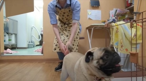 トリマーさんに恋しちゃったパグ