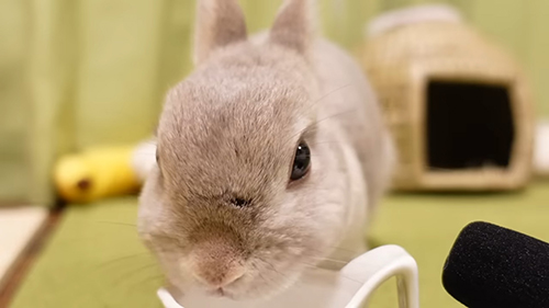 お水飲むぽぽちゃん