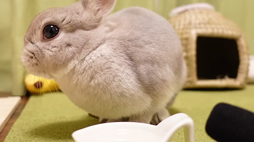 左むいたぽぽちゃん