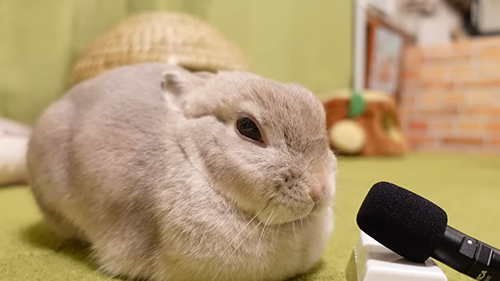 右向きぽぽちゃん