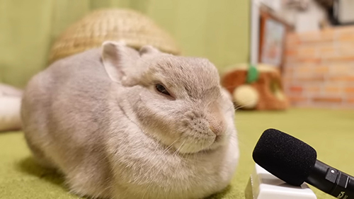 おねむぽぽちゃん