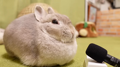 おきたぽぽちゃん