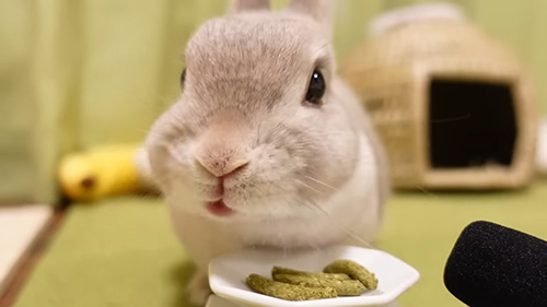 ペレット食べるぽぽちゃん