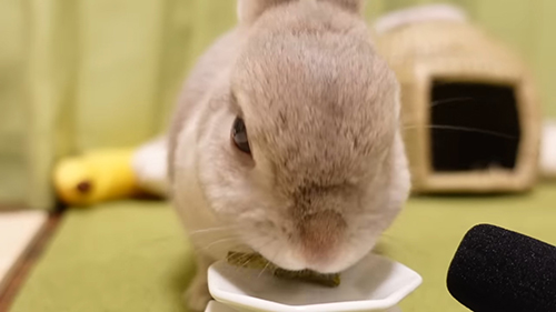 お皿からペレットを取るぽぽちゃん