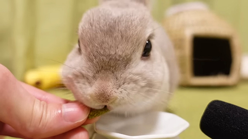 手からペレットを取るぽぽちゃん