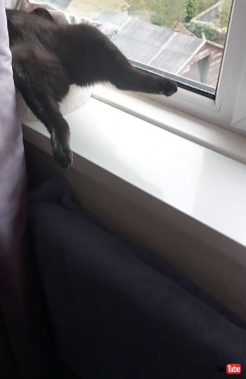 大胆に窓辺でくつろぐ猫