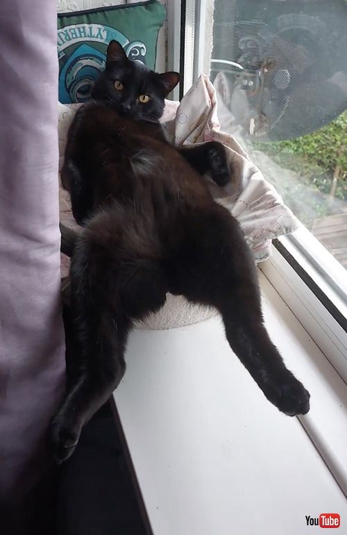 大胆に窓辺でくつろぐ猫