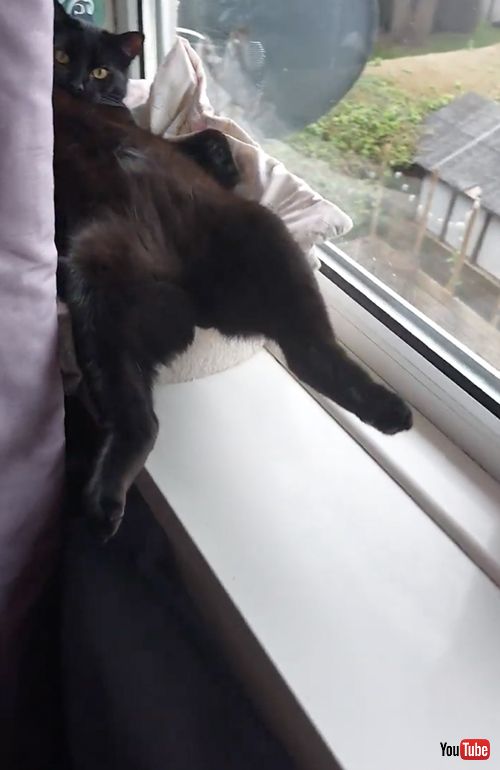 大胆に窓辺でくつろぐ猫