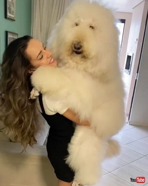 抱っこされてうれしそうなプードル