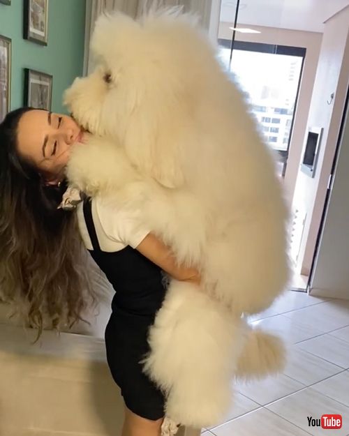 抱っこされてうれしそうなプードル