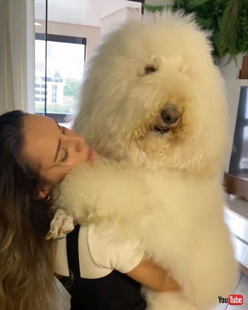 抱っこされてうれしそうなプードル