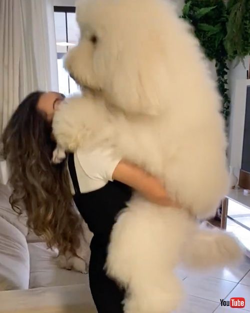 抱っこされてうれしそうなプードル