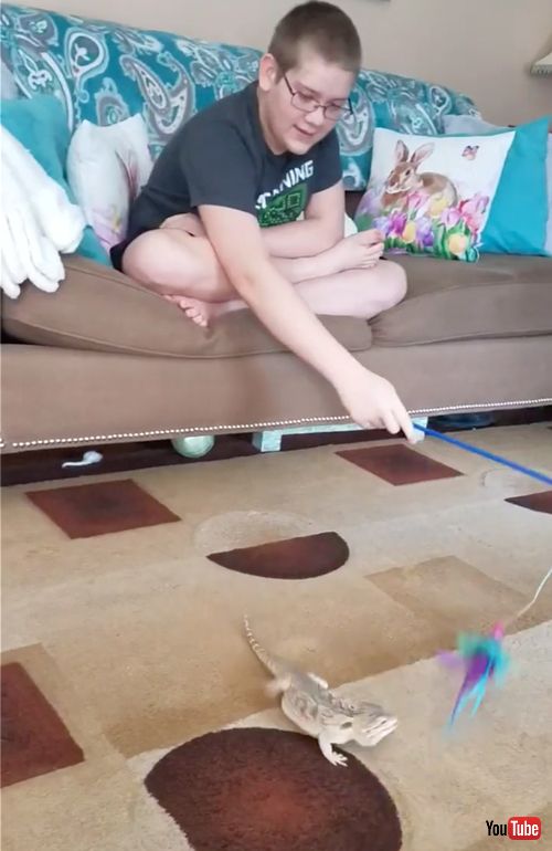 猫じゃらしを追いかけるアゴヒゲトカゲ