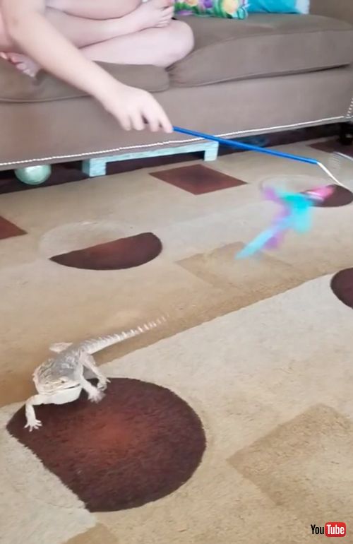 ロックオンするアゴヒゲトカゲ