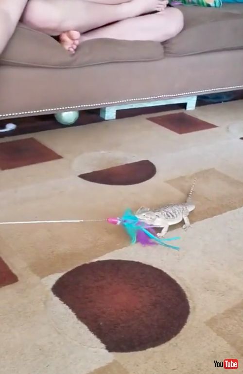 捕まえたアゴヒゲトカゲ