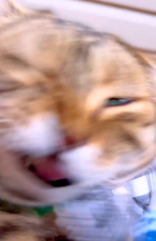 豪快なくしゃみをするニャンコ