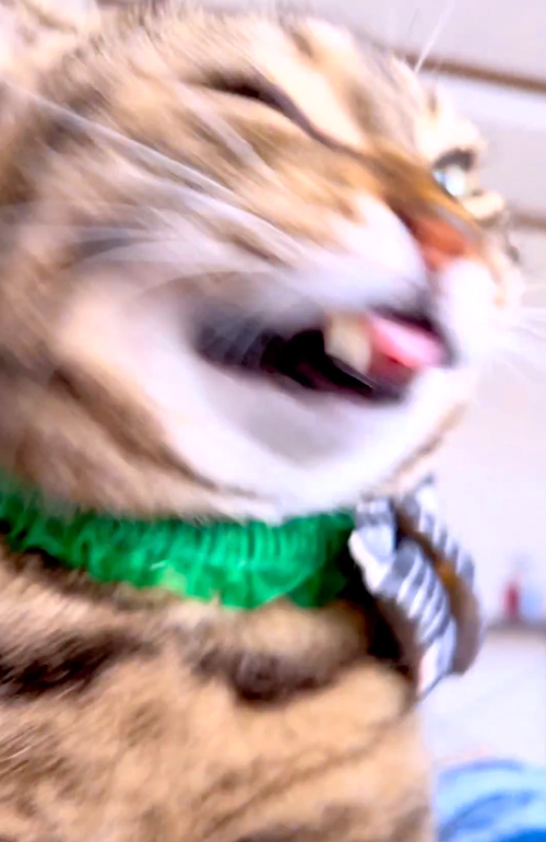 豪快なくしゃみをするニャンコ