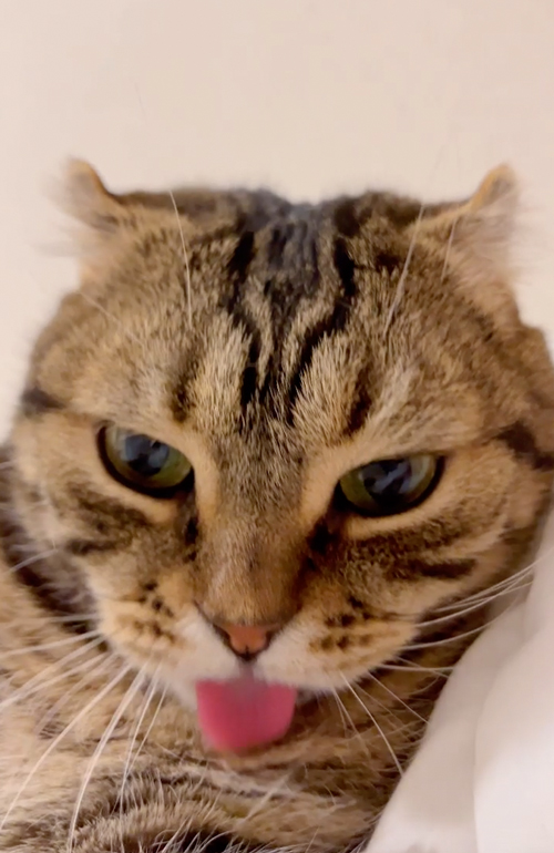 よくべろ出ちゃう