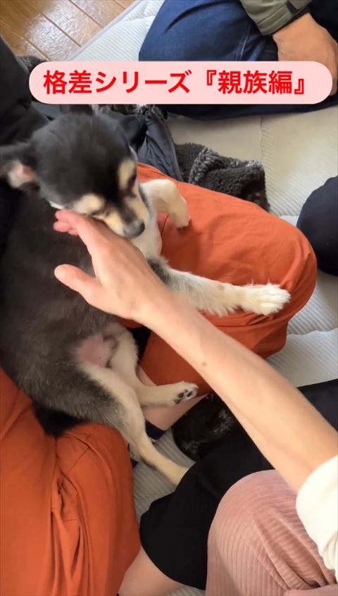 頬なでられるワンコ