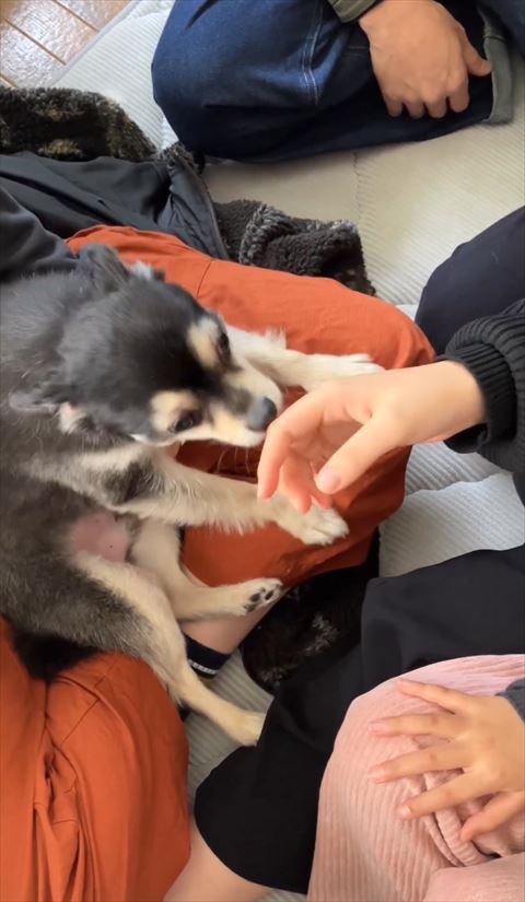 手をなめるワンコ