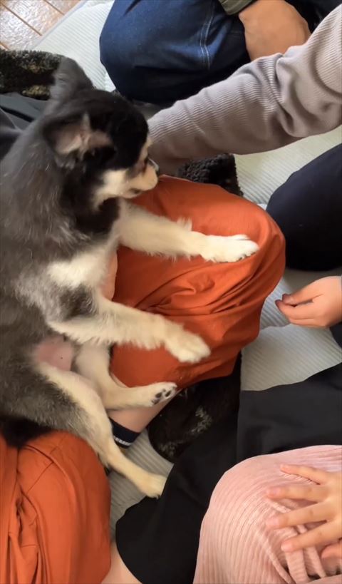 グレーの服の人の手見るワンコ