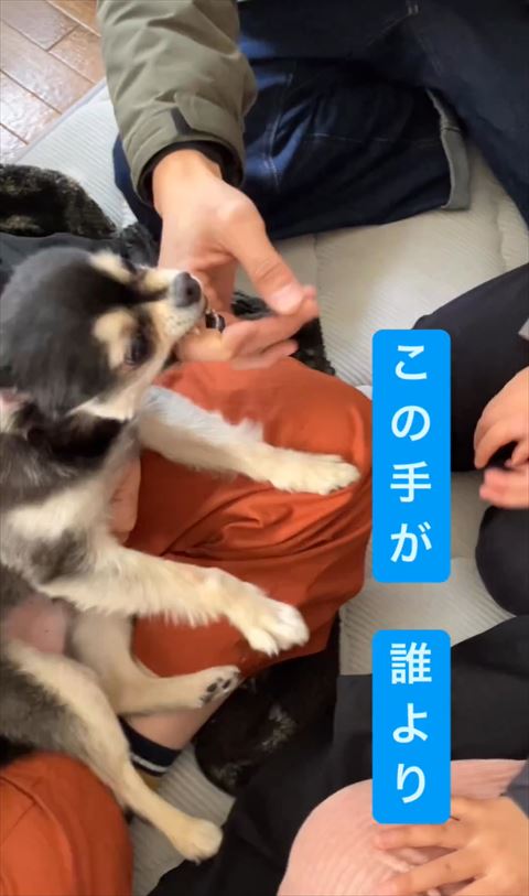 上向いて指をかむワンコ