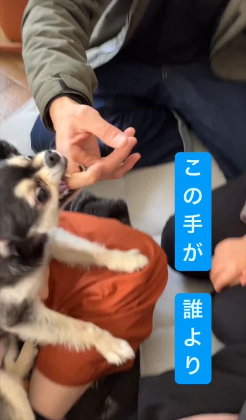 上向いて歯向き出してかむワンコ