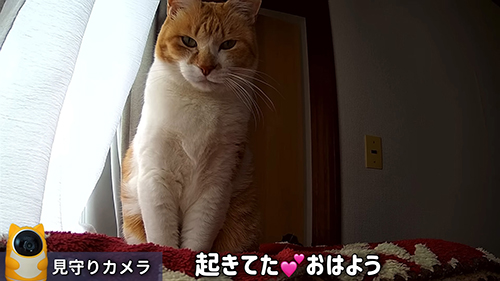 猫おはよう