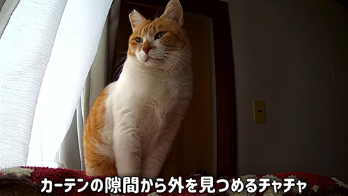 外を見るチャチャくん