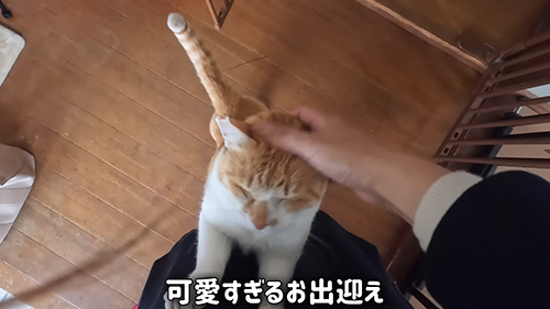 かわいすぎるお出迎え