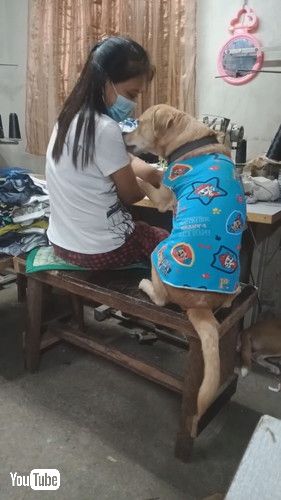 「Dog Asks for Attention From Seamstress || ViralHog」