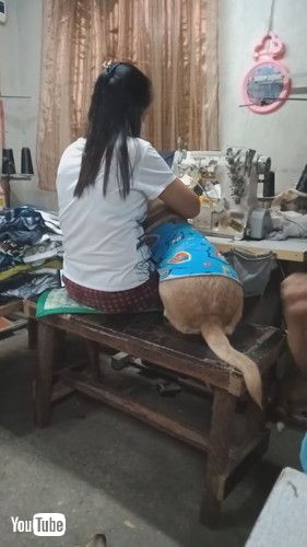 「Dog Asks for Attention From Seamstress || ViralHog」