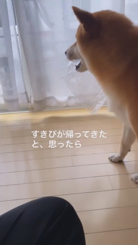 大好きなパパの帰宅に浮足立つ柴犬