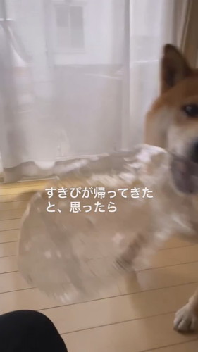 大好きなパパの帰宅に浮足立つ柴犬