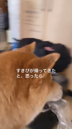 大好きなパパの帰宅に浮足立つ柴犬