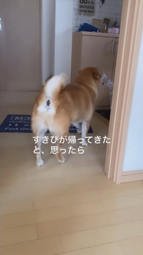 大好きなパパの帰宅に浮足立つ柴犬