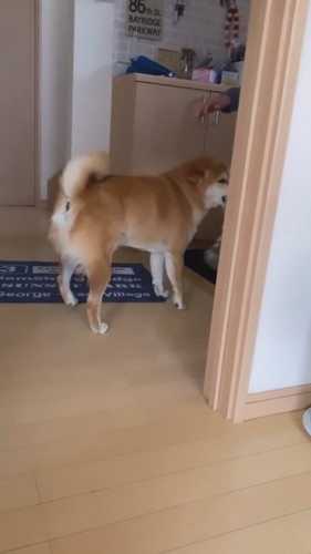 大好きなパパの帰宅に浮足立つ柴犬