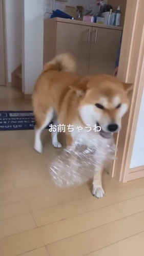大好きなパパの帰宅に浮足立つ柴犬