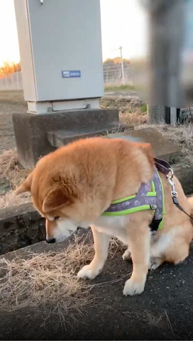 下を見るワンコ