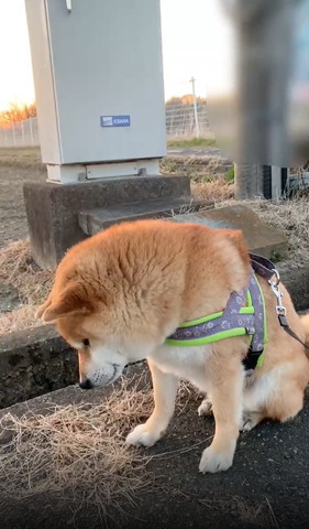 奥側に首傾けるワンコ上から