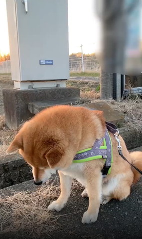 手前に首傾げるワンコ上から