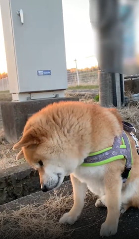 奥側に首傾けるワンコアップ