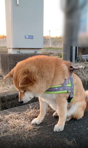 リード引っ張られるワンコ