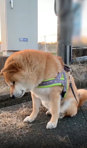 奥側に首傾けるワンコ横から