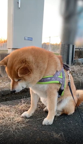 手前に首傾げるワンコ横から